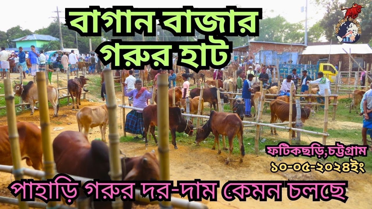 বাগান বাজার গরুর হাট।ফটিকছড়ি,চট্টগ্রাম। নতুন ভিডিও | চট্টগ্রাম 2024!১০-০৫-২৪।কোরবানি ২০২৪।শেষ অংশ