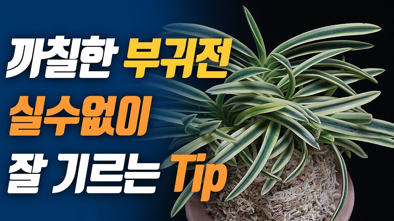 부귀전 실수없이 기르는 법