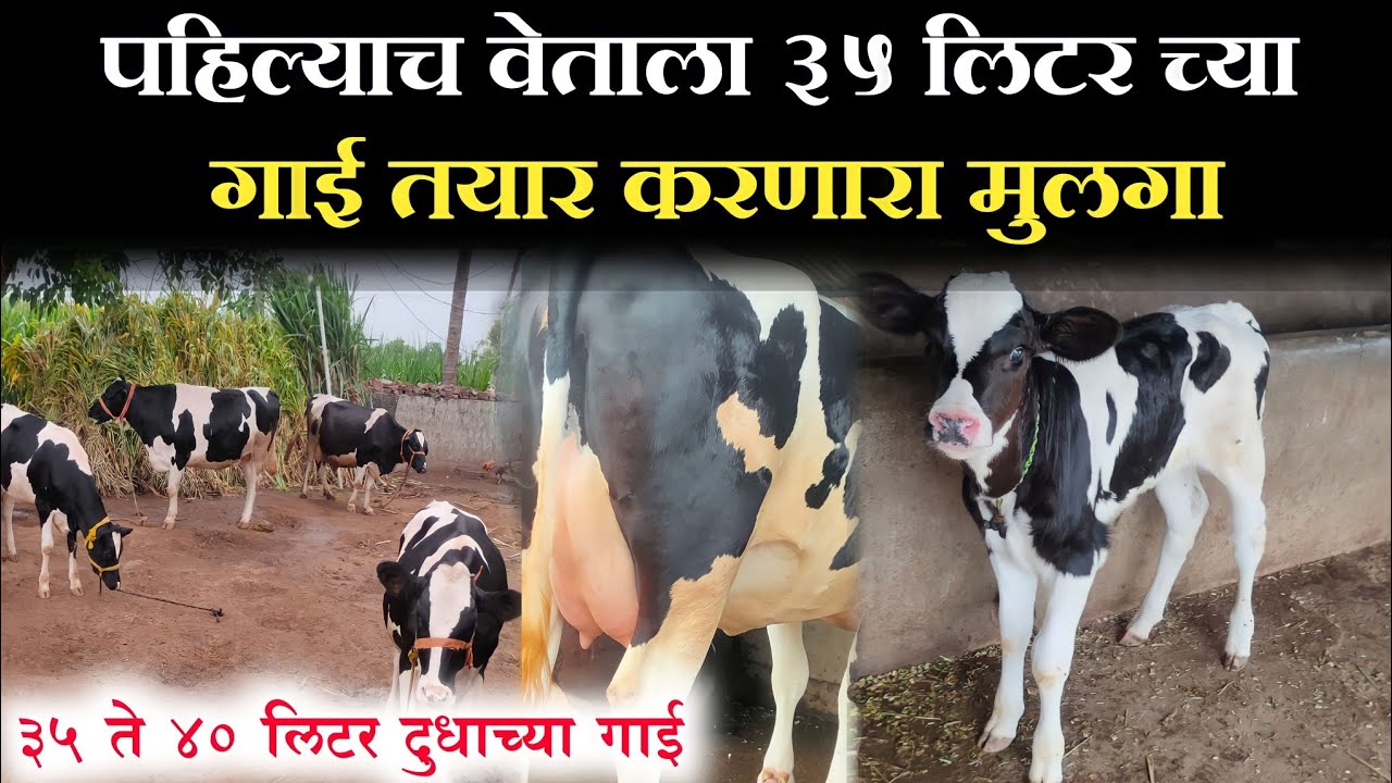 पहिल्याच वेताला 35 लिटर च्या गाई तयार करणारा मुलगा || hf cow breeding with bull || 40 litre hf cow