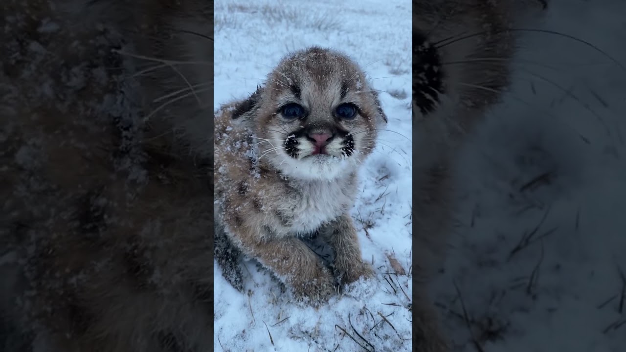Baby mountain lion feeling so cold 🥺 #shorts #2021