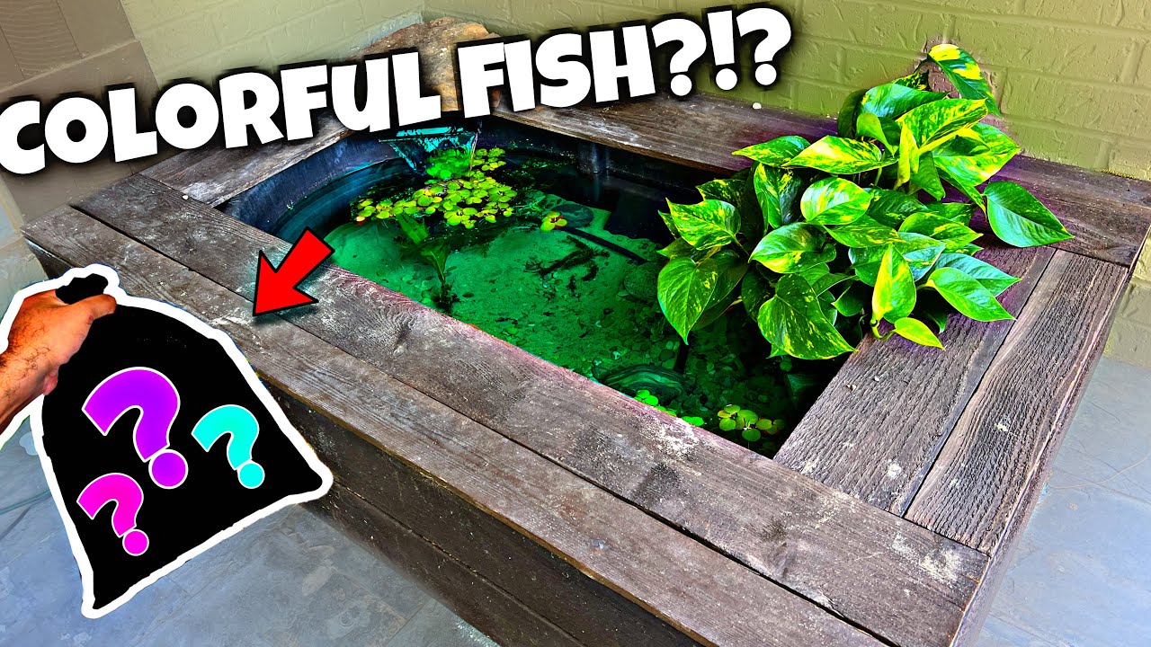 Front Porch Pond Gets Colorful Fish! (DIY Pond)