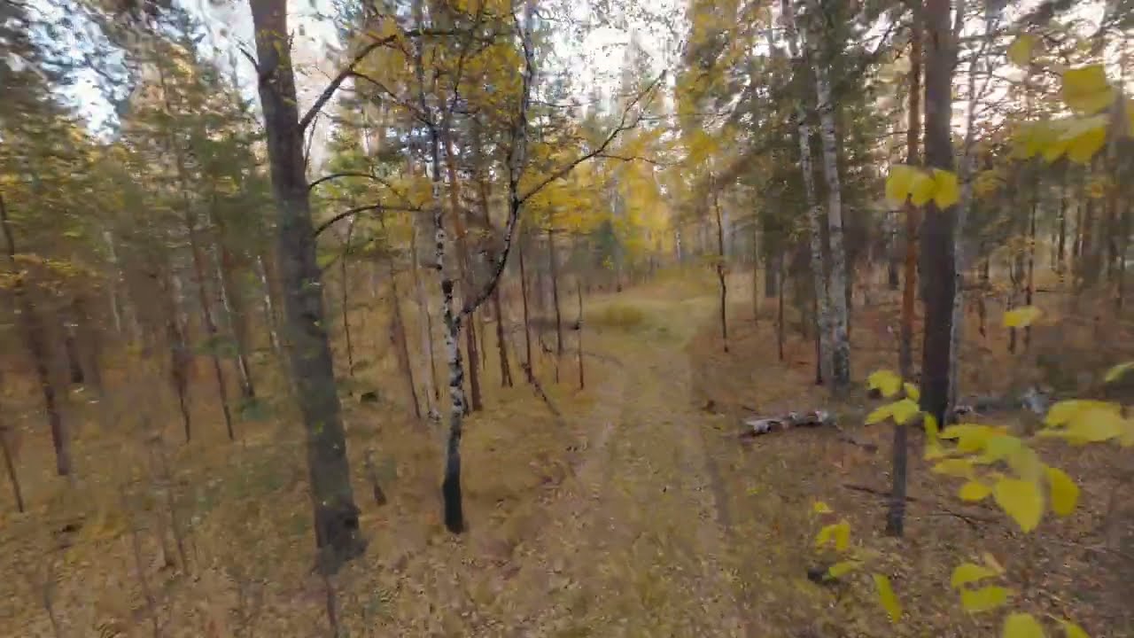 fpv drone view of a pine tree and birch autumn 4K free footage