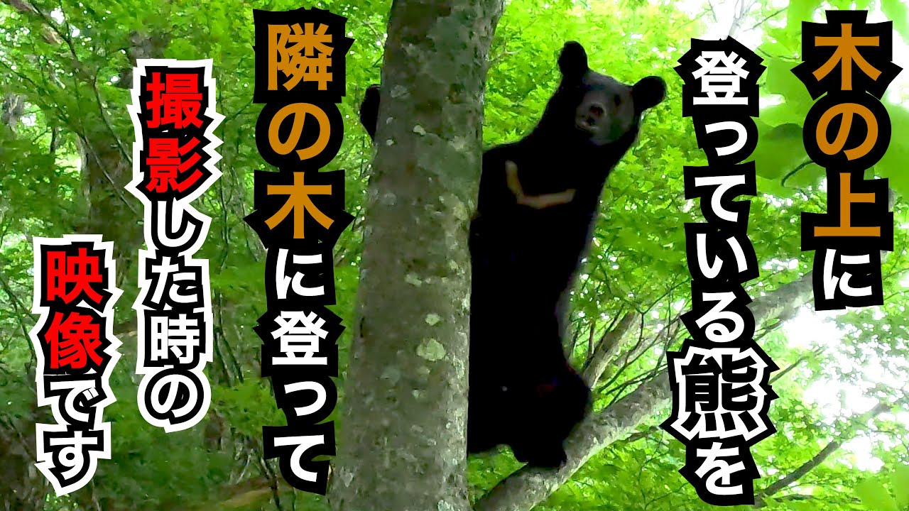 【貴重映像】木の上にいる熊を、隣の木に登って撮影した時の映像です　秋田犬の毘沙門（びしゃもん）🐻🐶🧍