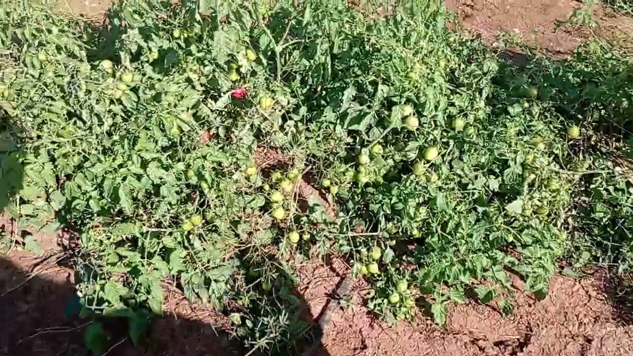 pomodori in pieno ottobre e novembre