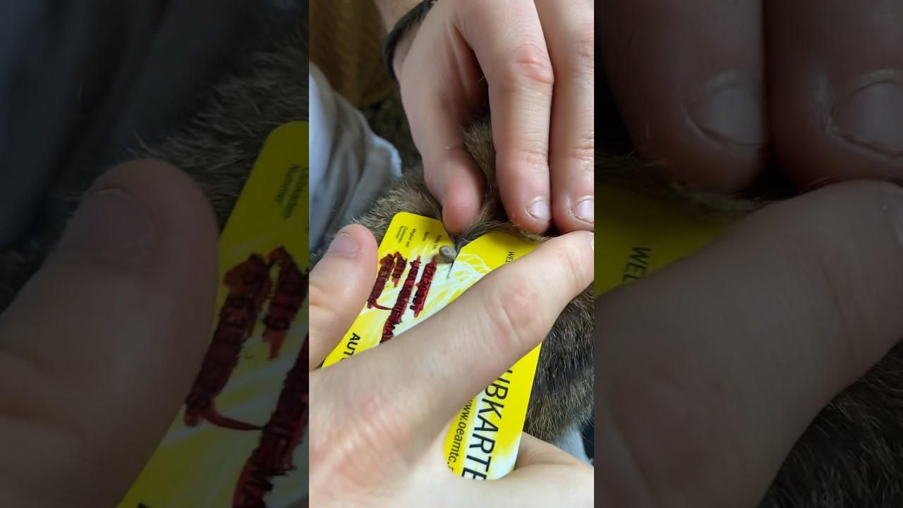 Wie entfernt ihr die Zecken?🤔 #zecken#haustiere#zeck#gutzuwissen