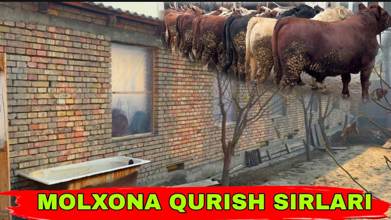MOLXON QURISH SIRLARI ✅ OLMOS DRABILKASIDAN BONUS NARXLAR 23 января 2026 г.
