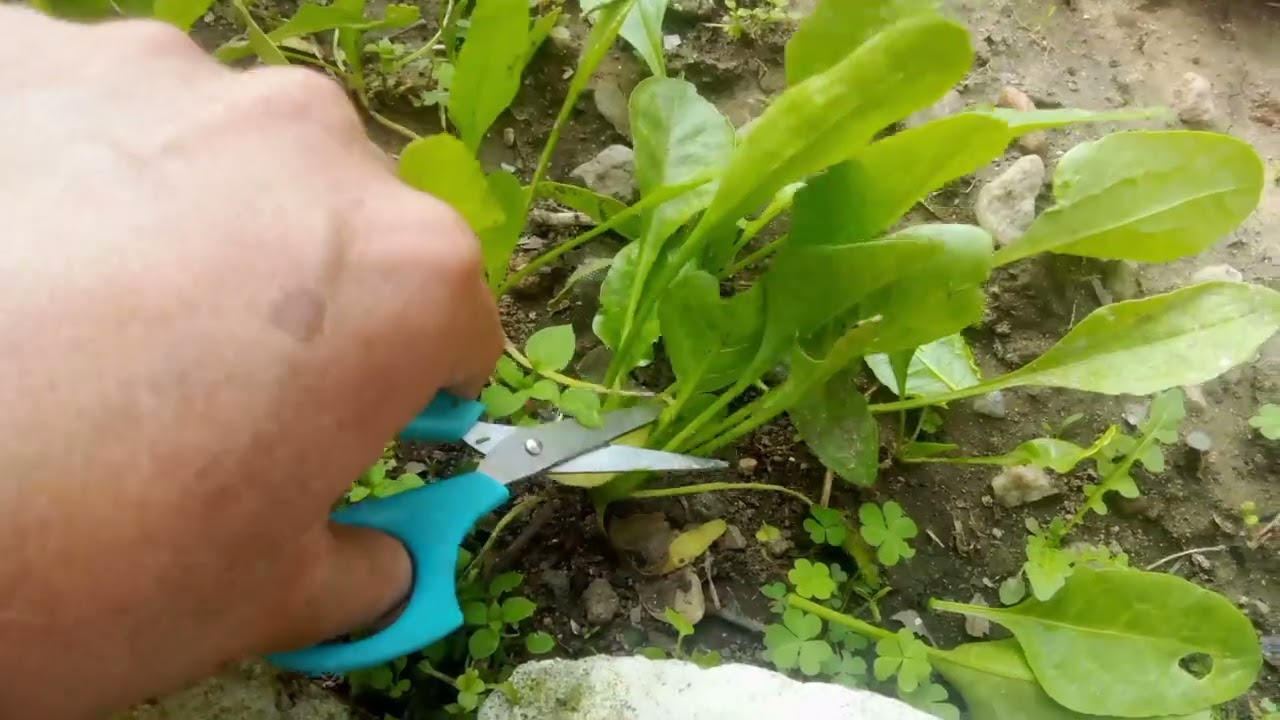 Peas and Spanish 😍 harvesting #farming #viral 