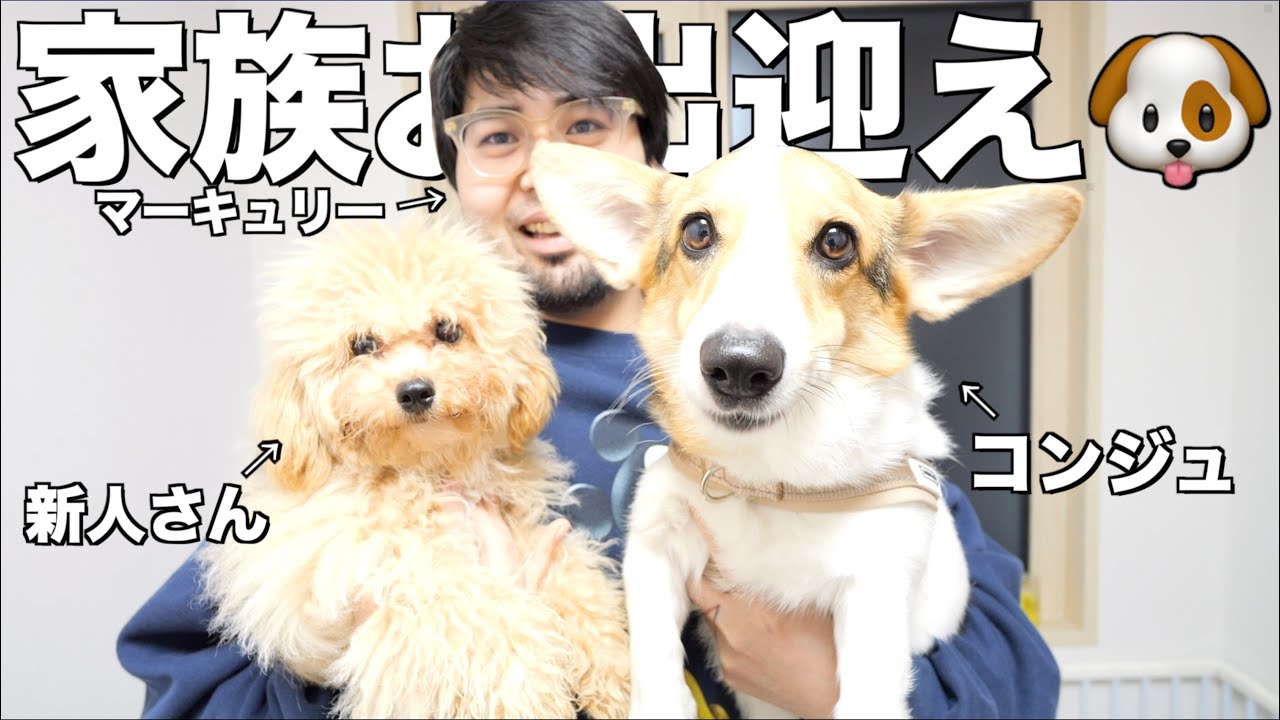 新しい家族が増えました🐶💕コンジュと仲良く出来るかな？？
