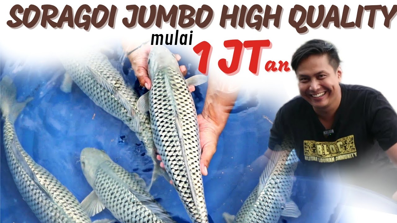 FANTASTIS ❗PANEN 1 KOLAM  SORAGOI KUALITAS SUPER | Negara Koi