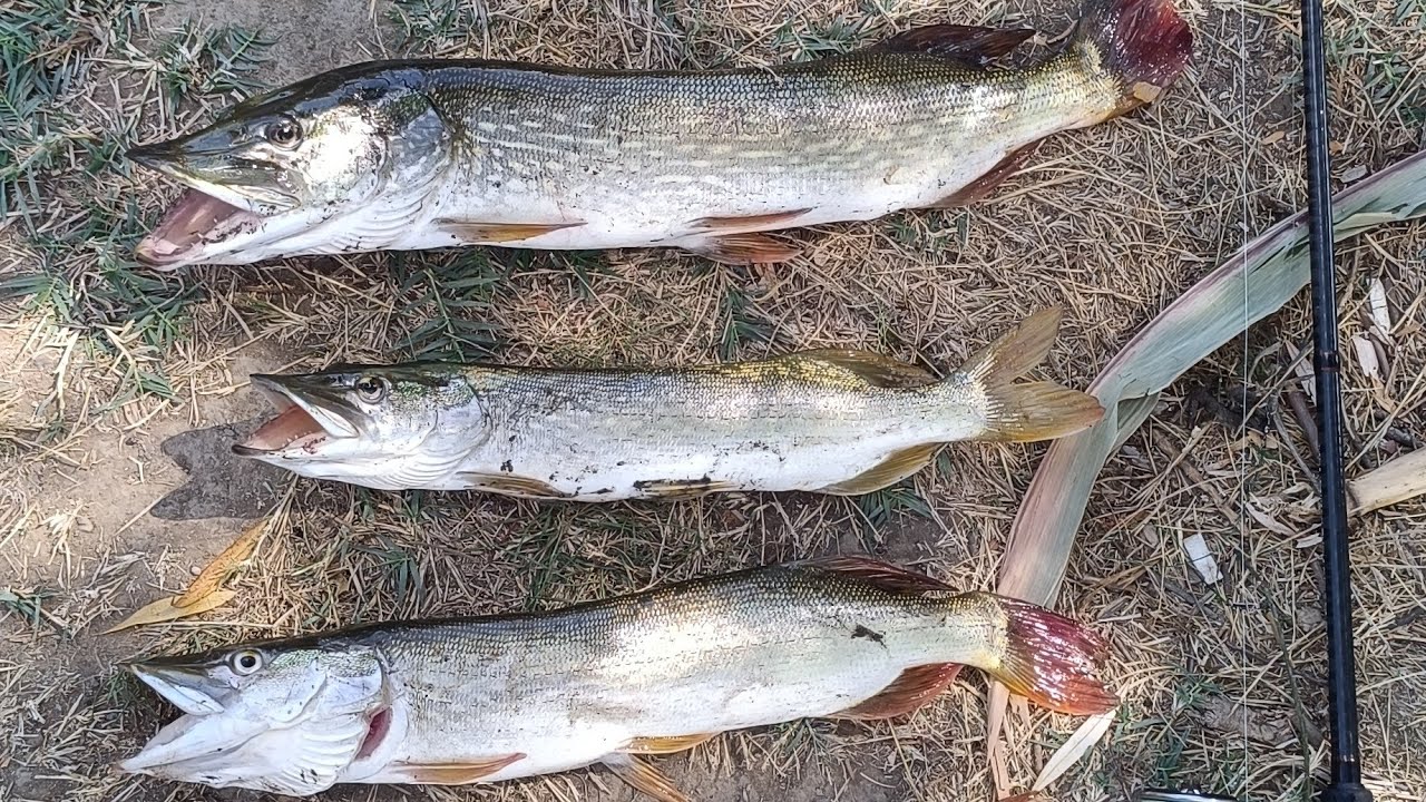Spin Atçek Turna Oklama Avlar Serisine Devam  Pike Fish /Lovlya Shchuki