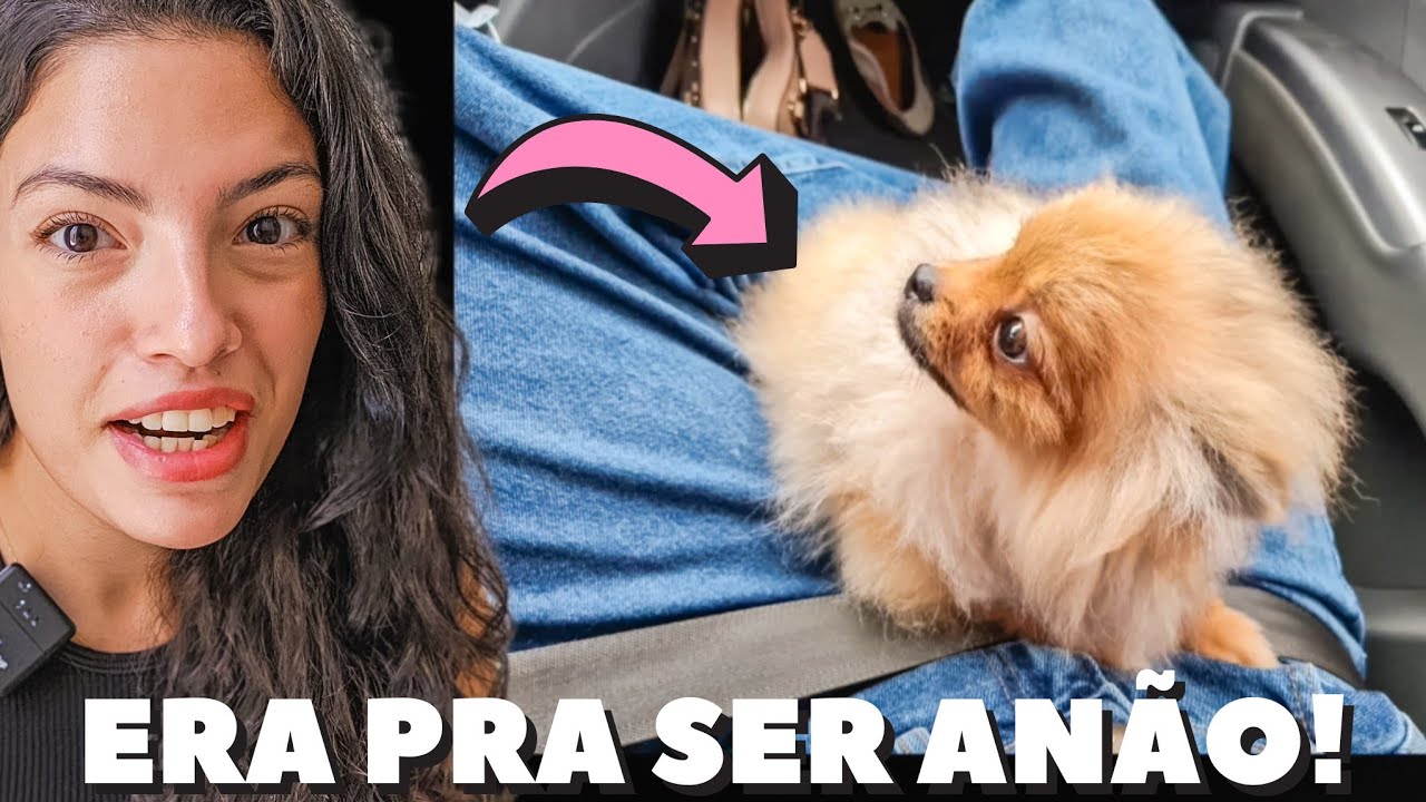 Spitz alemão| Crescimento e pelagem após 12 meses