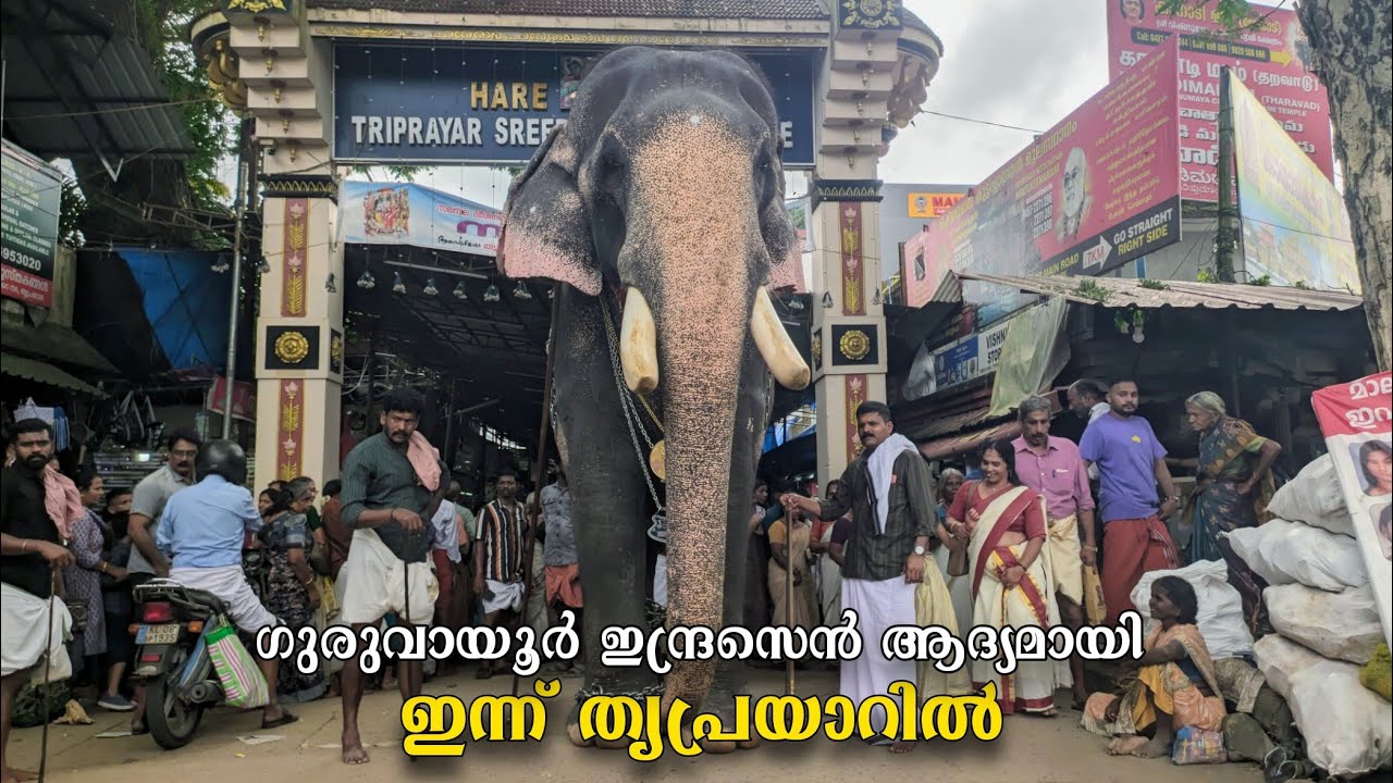ഗുരുവായൂരപ്പൻ്റെ ഇന്ദ്രസെൻ ആദ്യമായി ഇന്ന് തൃപ്രയാർ തേവരുടെ മണ്ണിൽ എത്തിയപ്പോൾ😍🙏🏻 Guruvayoor indrasen