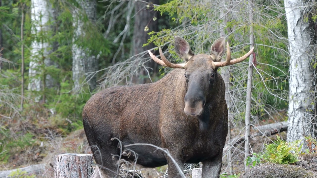 Hirven houkuttelu 1 2022