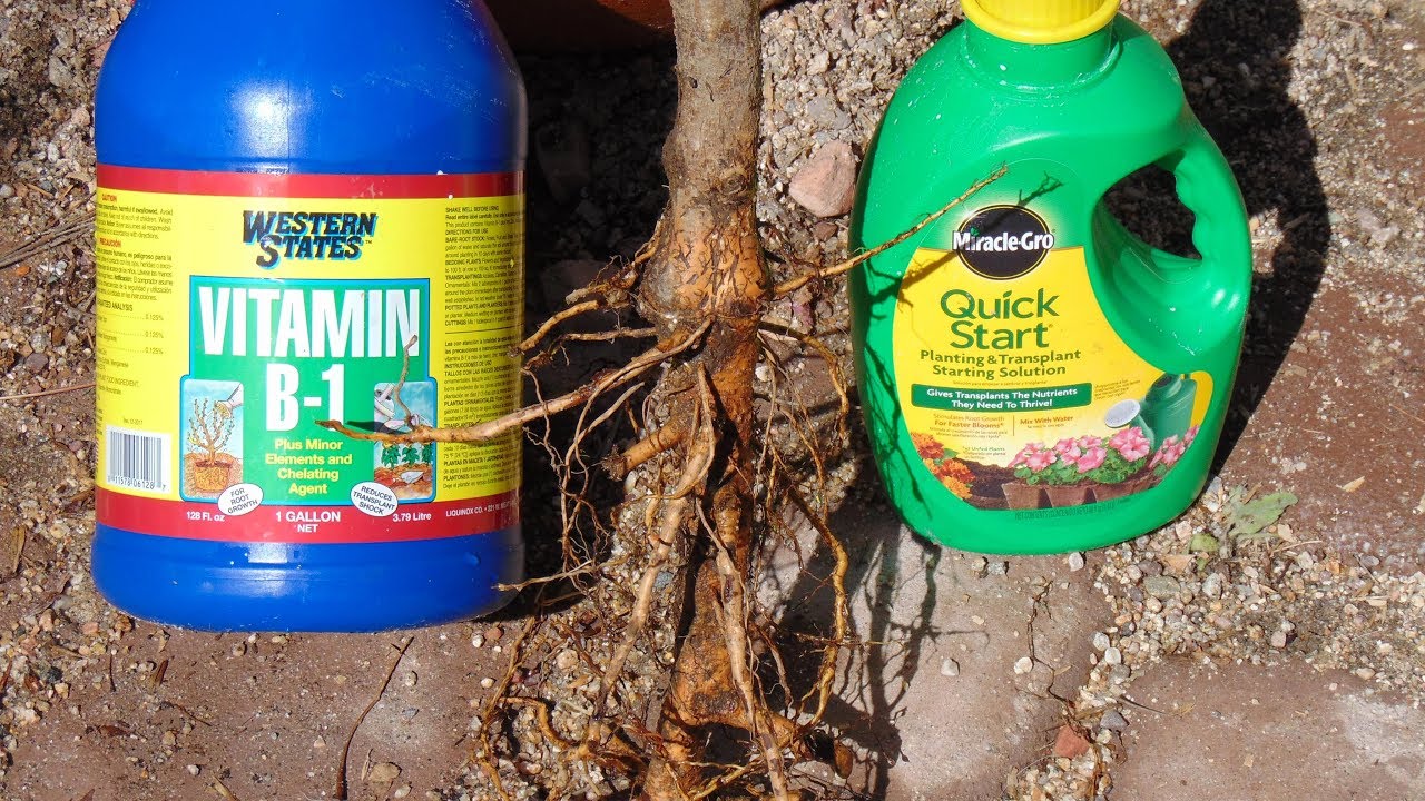 Potting a Bare Root Tree