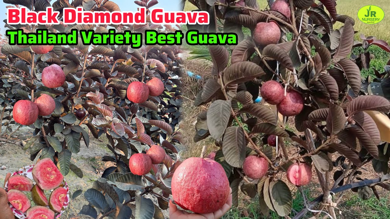 Black Diamond Guava Farming In India’ Amrud Ki Kheti Information’ Contact’7319025592