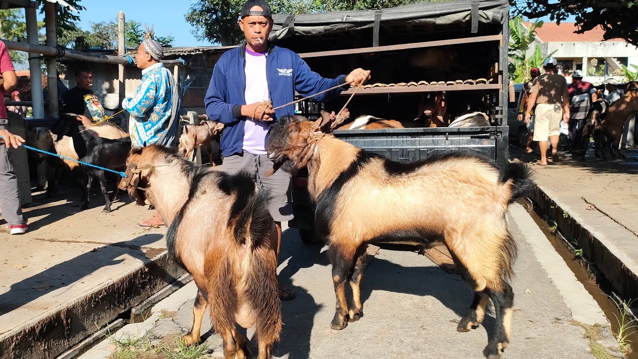 Mulai 2 JUTAAN ‼️KAMBING JAWA RANDU SUPER PASAR PASAR HEWAN MUNTILAN ‼️