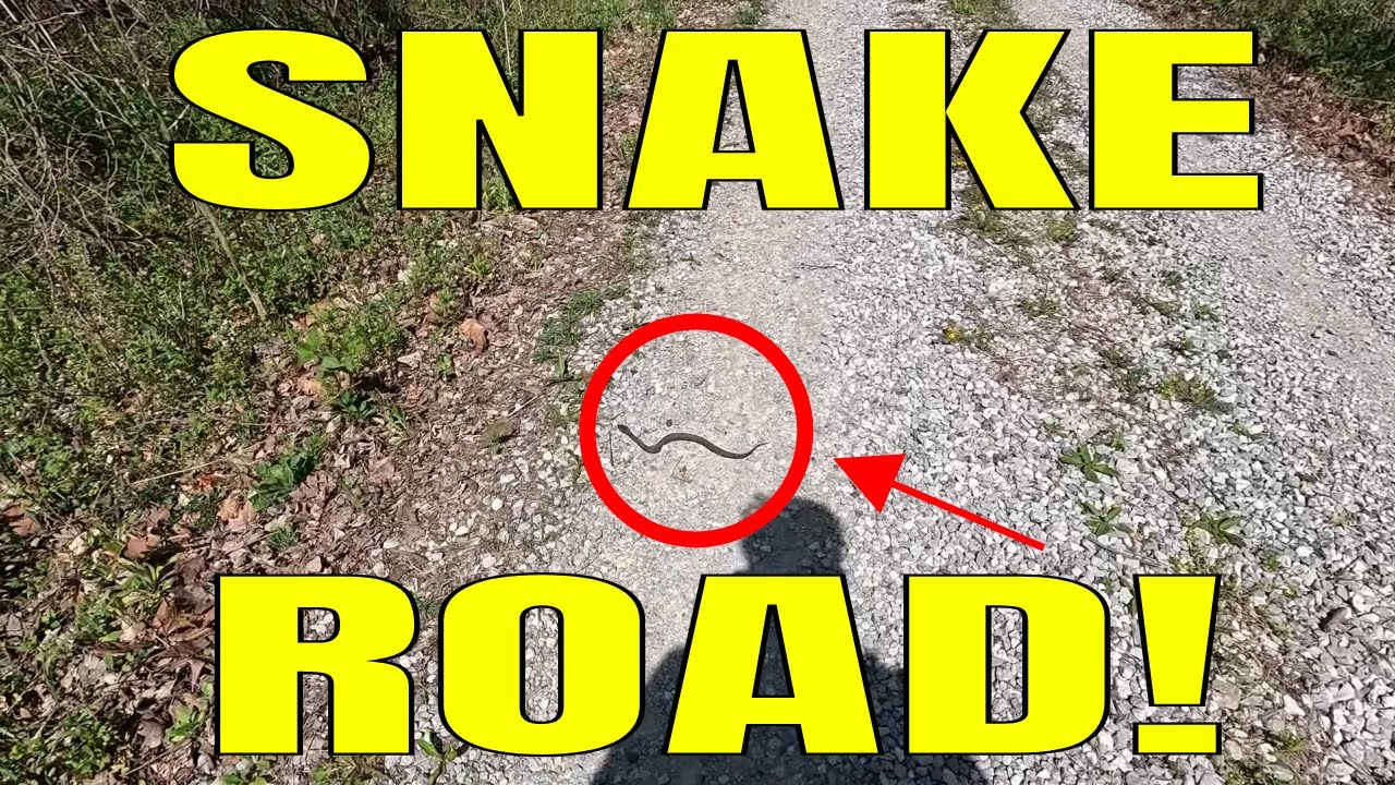 Snake Road Spring Migration 2024