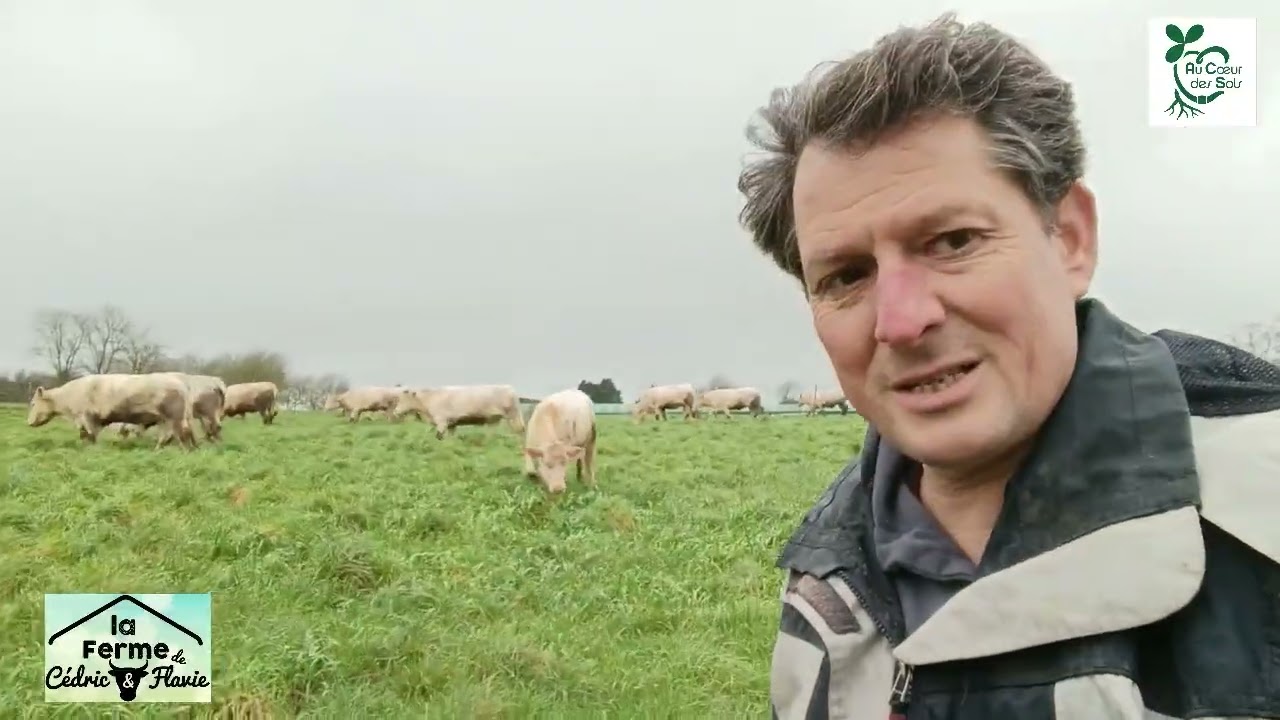 Déplacement des vaches 