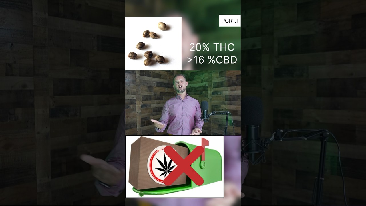 PCR1.1 (2/5) Project Cannabis Relief. Nonprofit cannabis crops. #cbd #thc #dwc #cannabis