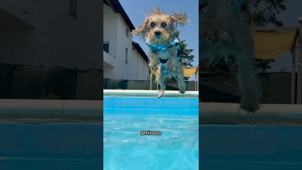 La CONGESSSIONE 🌊 #chico #divertente #canedivertente #funny #dog
