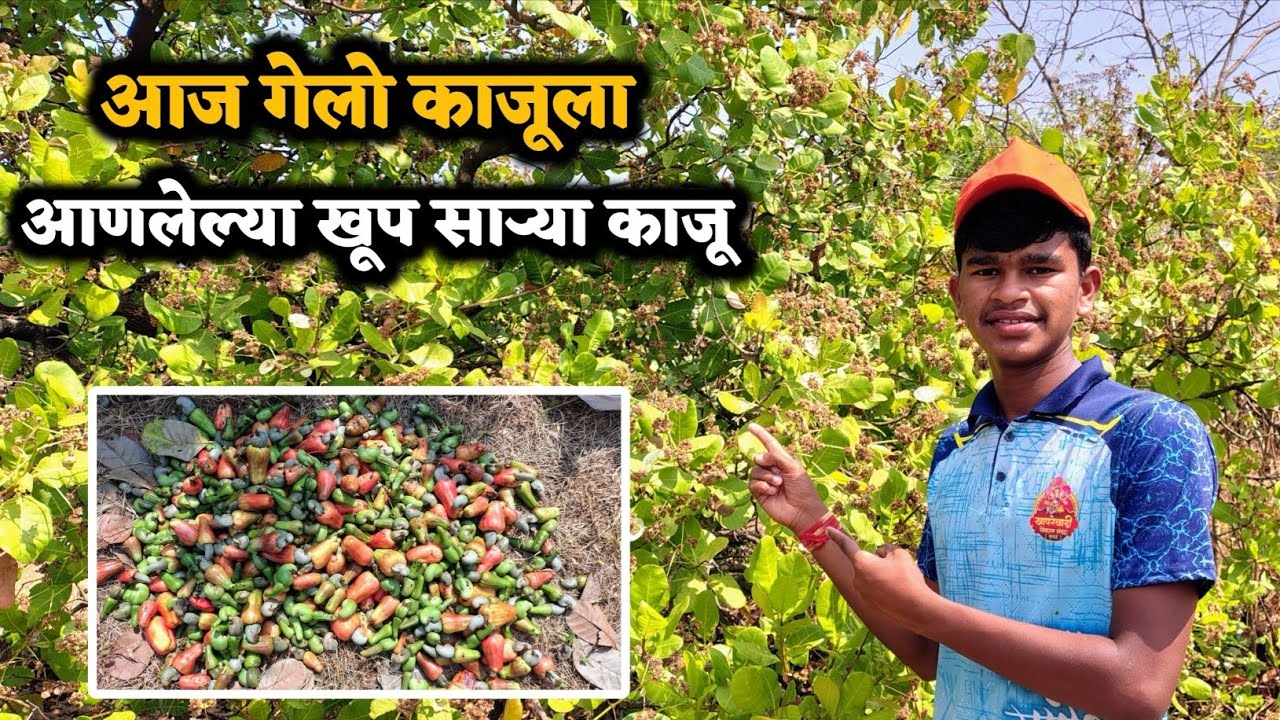 आज गेलो काजूला ||आणलेल्या खूप साऱ्या काजू||#कोकण #viralvideo #vlog 