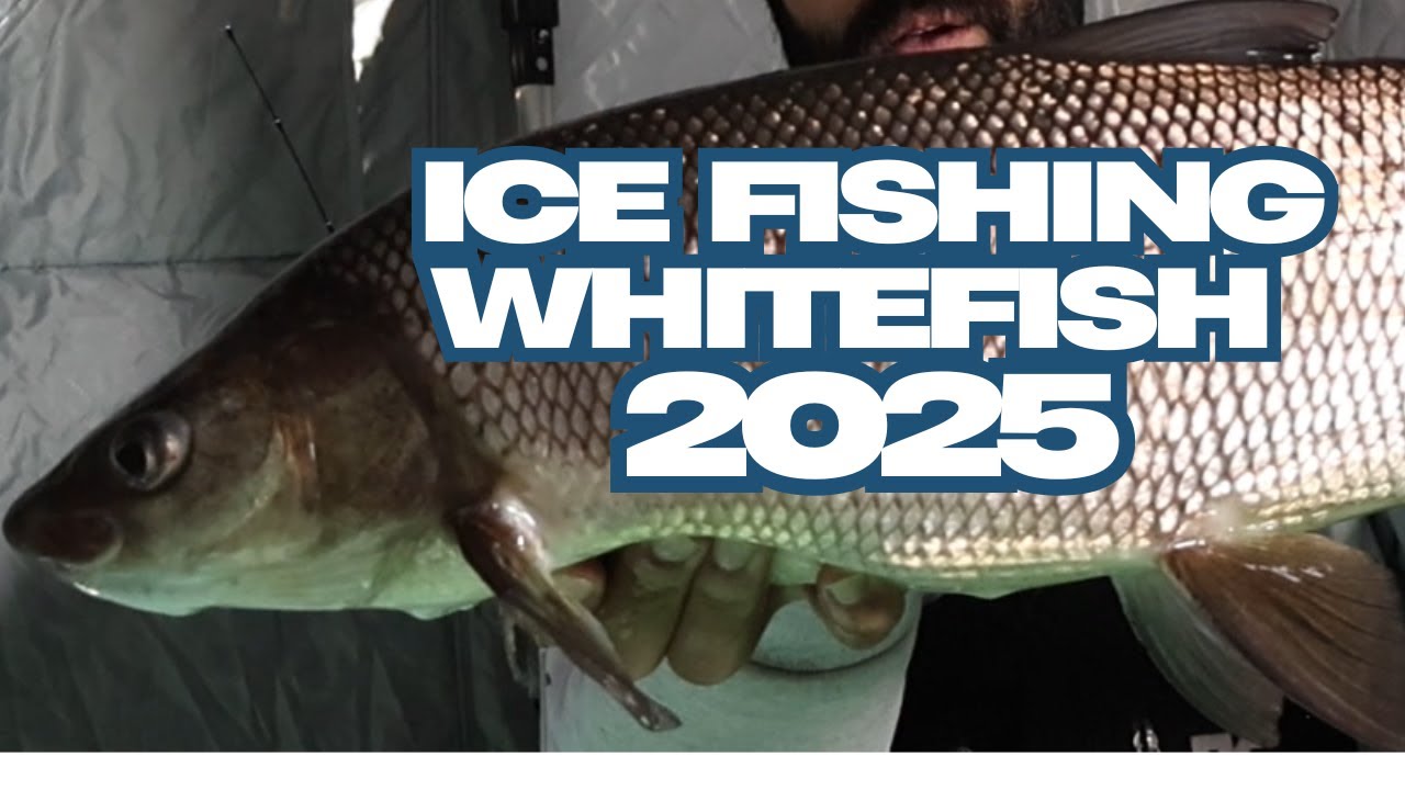 Icefishing WHITEFISH 2025!!-New BAIT/Livescope Footage