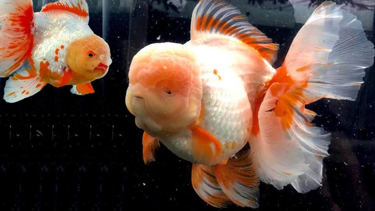 Selected 50 different beautiful goldfish from goldfish farm