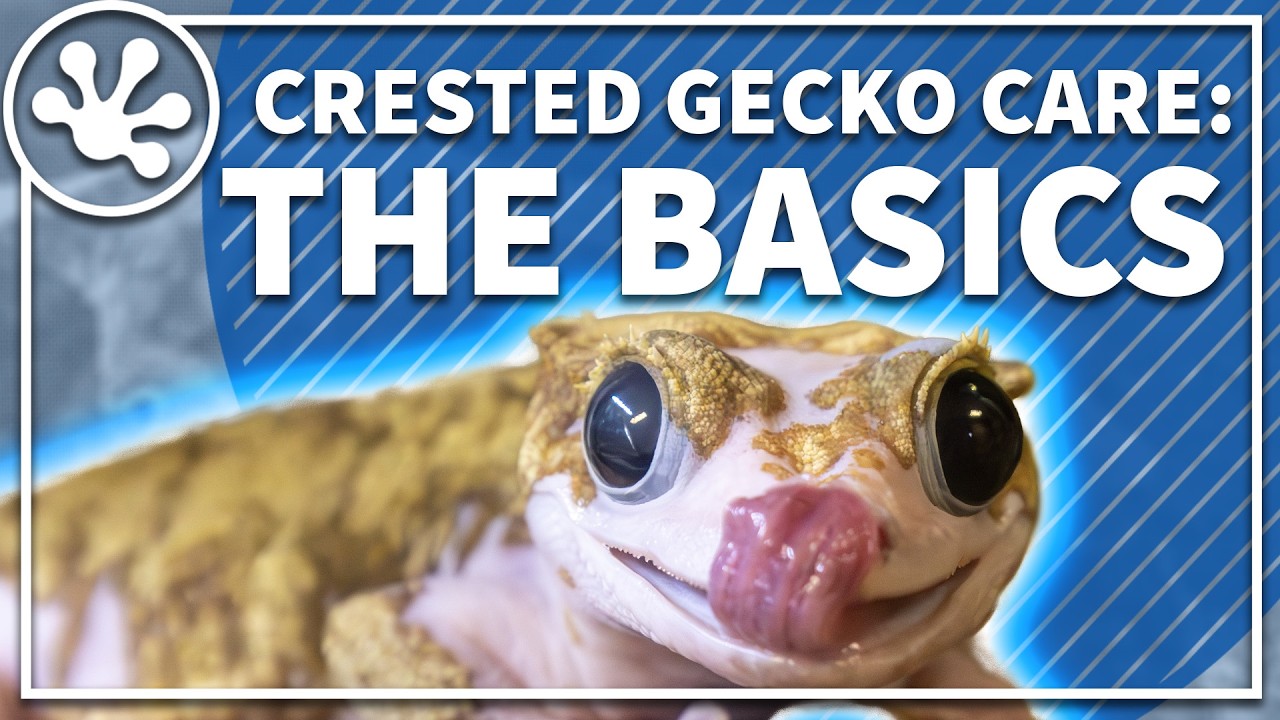 Crested Gecko Care Guide: The Basics | Everything You Need To Get Started With Your Crested Gecko!