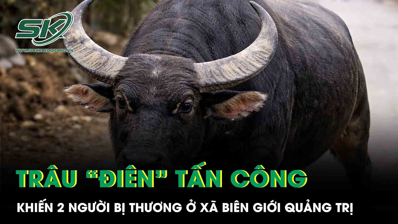 Quảng Trị: Trâu “điên” lao ra đường húc 2 người dân bị thương