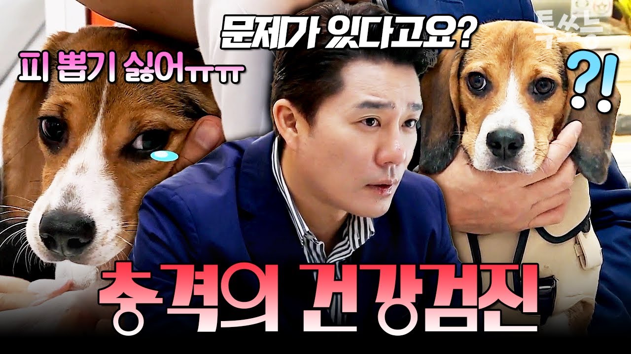 💥충격💥 아빠 이태곤을 놀라게 한 비글 남매 건강 검진 결과🩺 | #개밥남2 49회