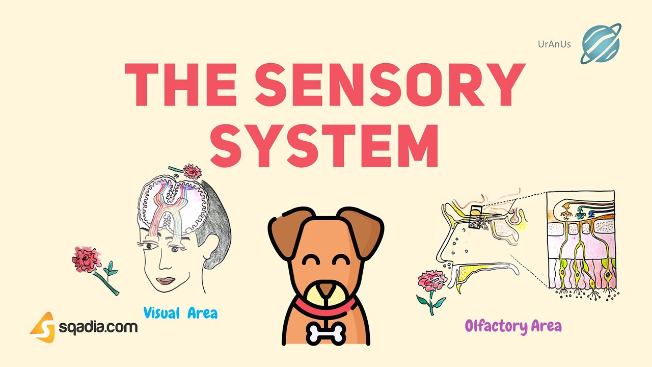 The Sensory System Physiology | Sensory Organs Receptor Types | CNS Anatomical Pathways