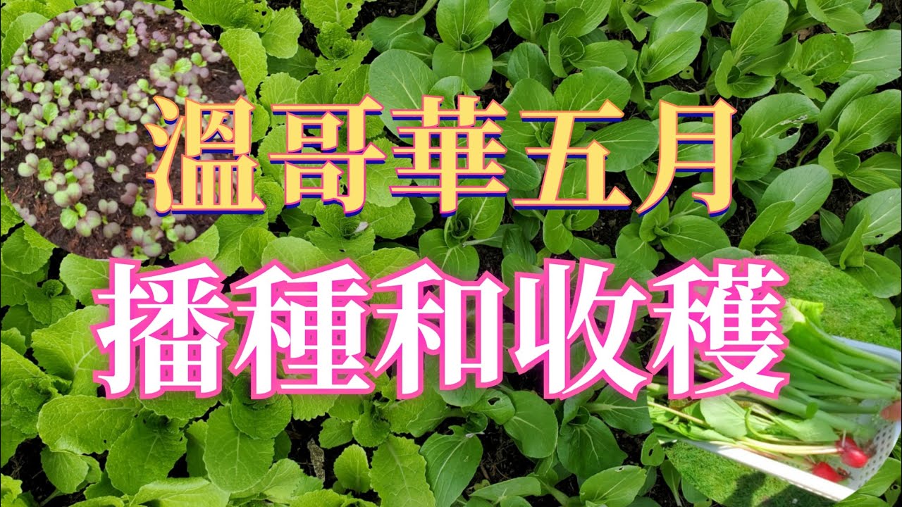 溫哥華种菜：五月即是播种期也是收获期。收：菠菜，萝卜,油菜芯......种：空心菜，苋菜，黄瓜，豆角......