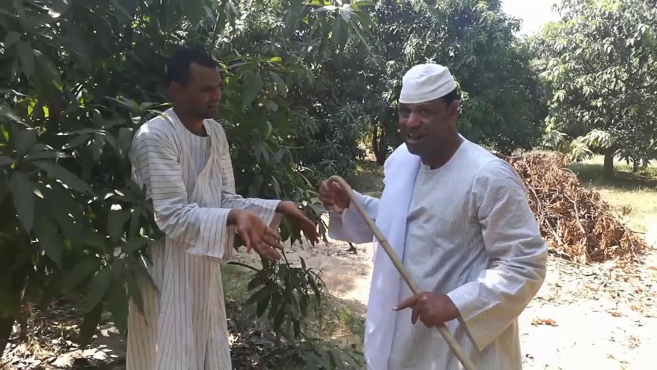 الحاج الضوي اشتري جنينه مانجه ابوفياض