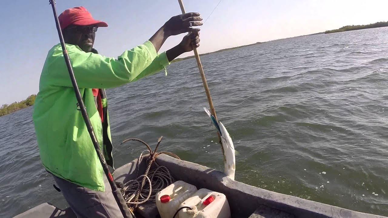 barracuda sine saloum senegal fishing peche