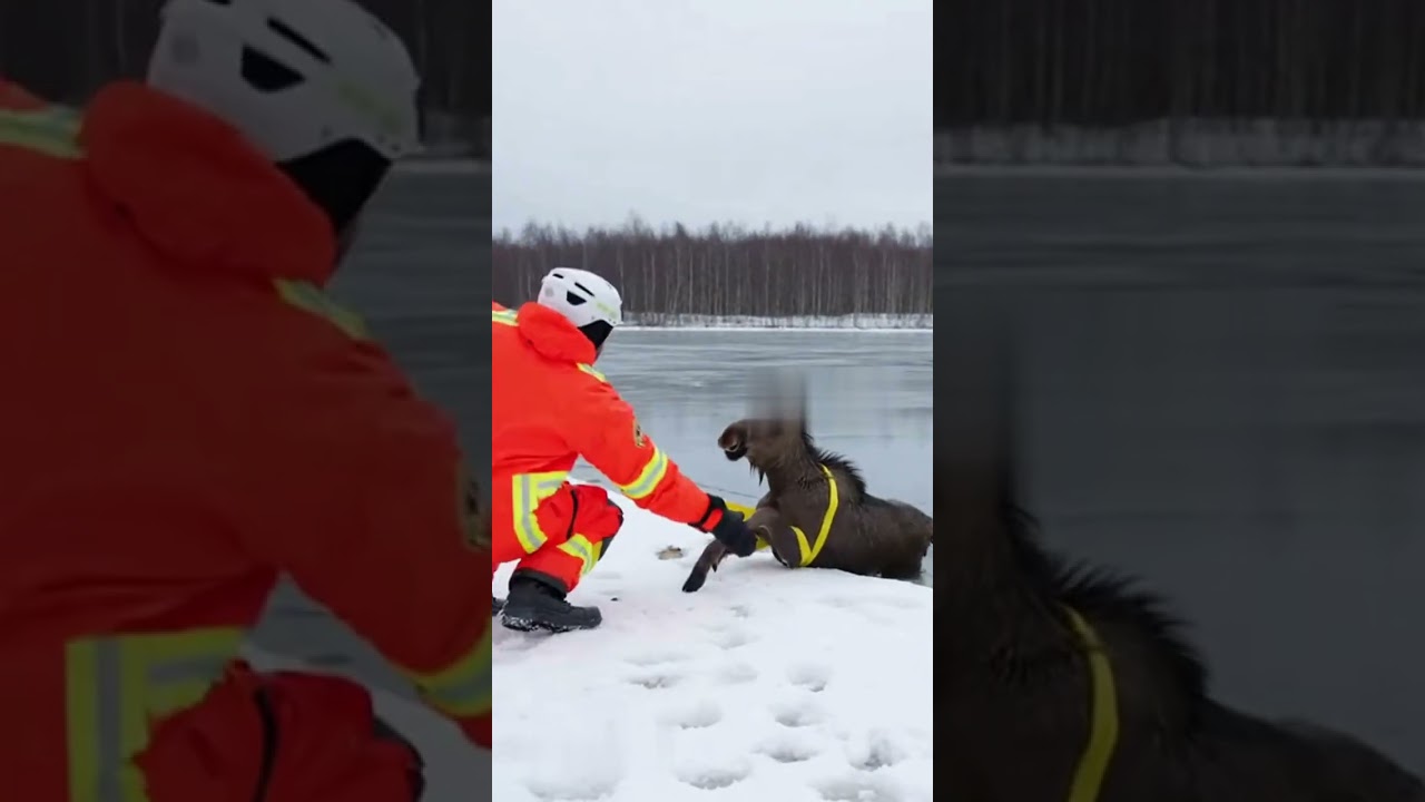 Rescuer Saves Baby Moose Frozen Lake - #faithinhumanity #rescue #babyanimals #nature #canada