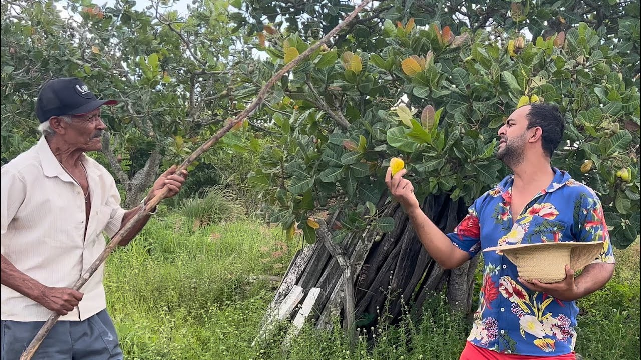 Seu Biu e Zé Pequeno foram tirar Cajú e o Dono do terreno Chegou