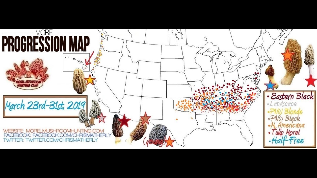 Video Morel Report 3-31-2019 by Chris Matherly