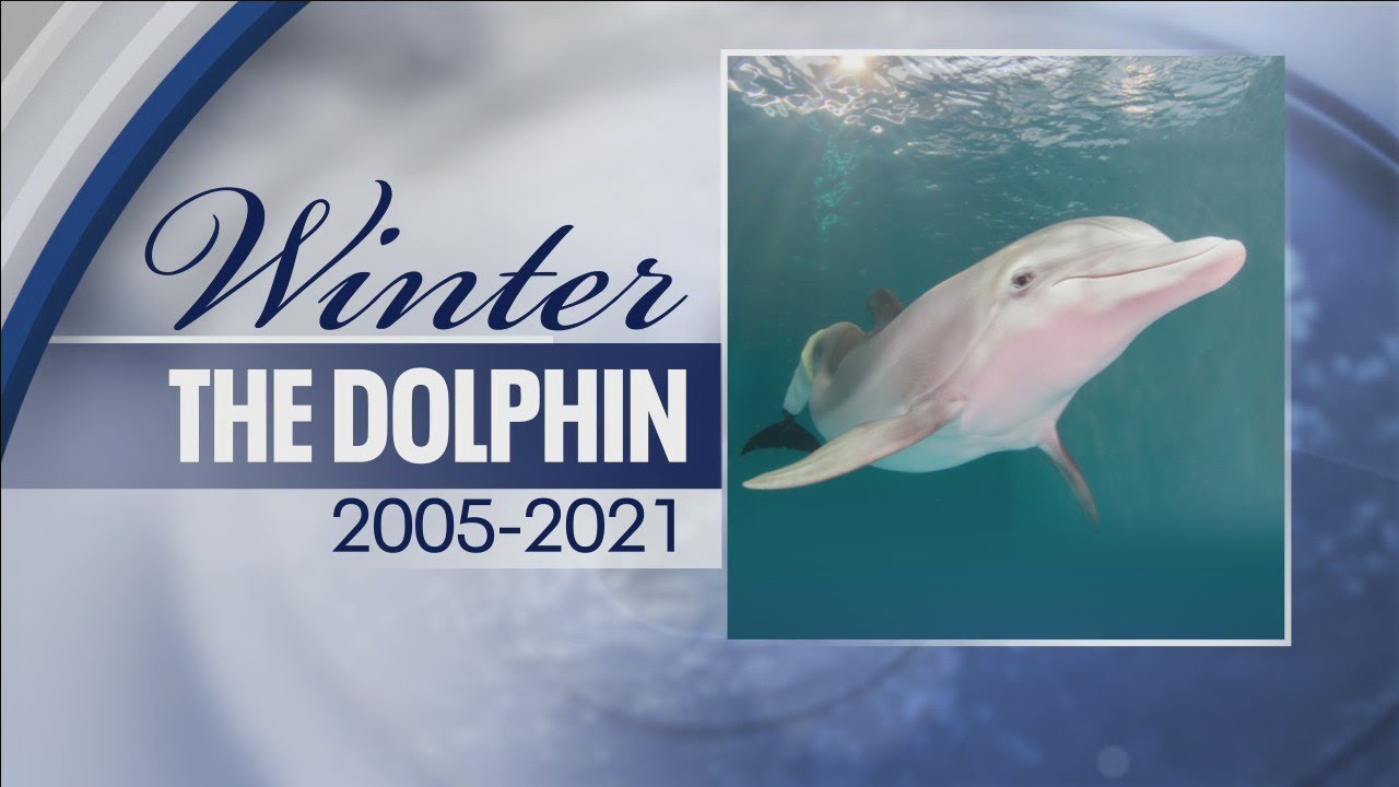 Clearwater mourns with the world after Winter's death