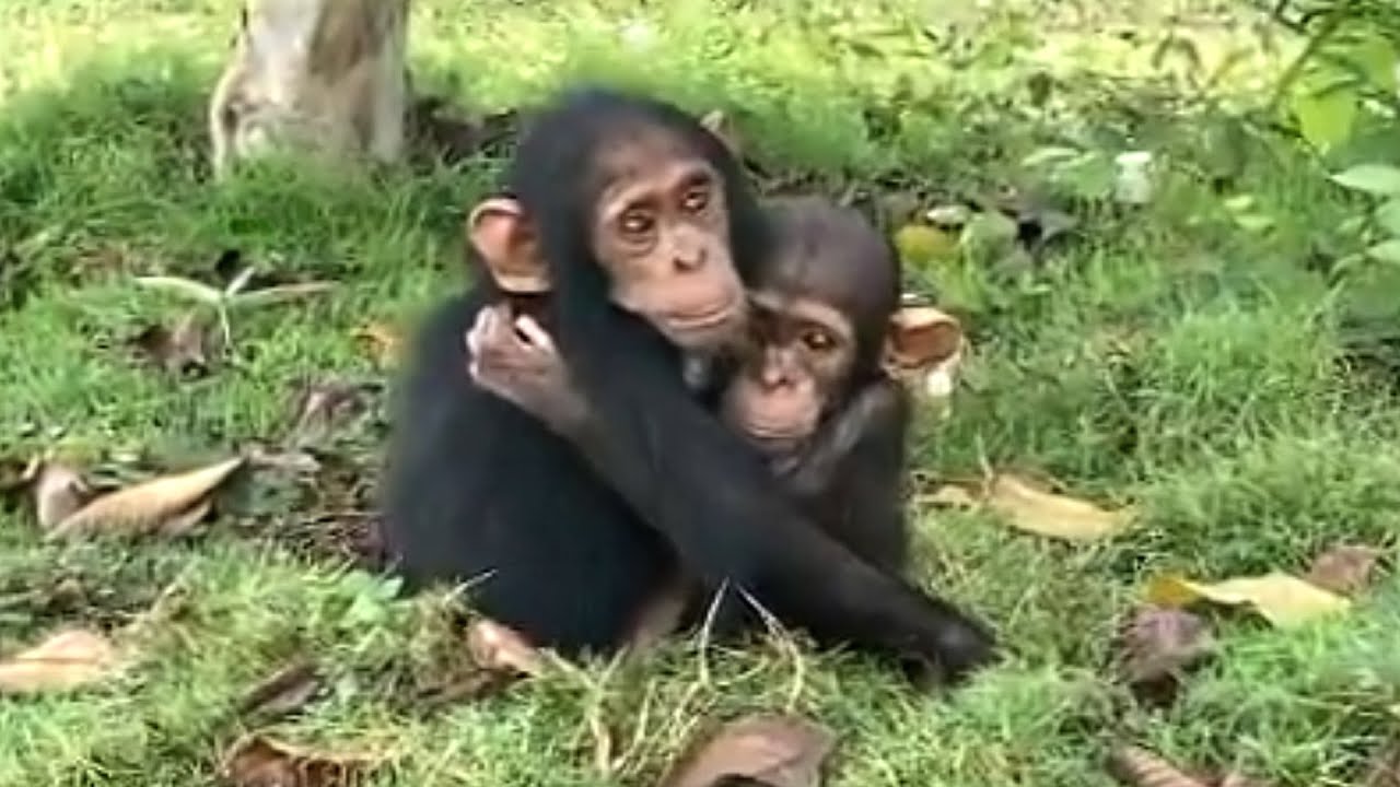 Chimp is so loving to special needs friend