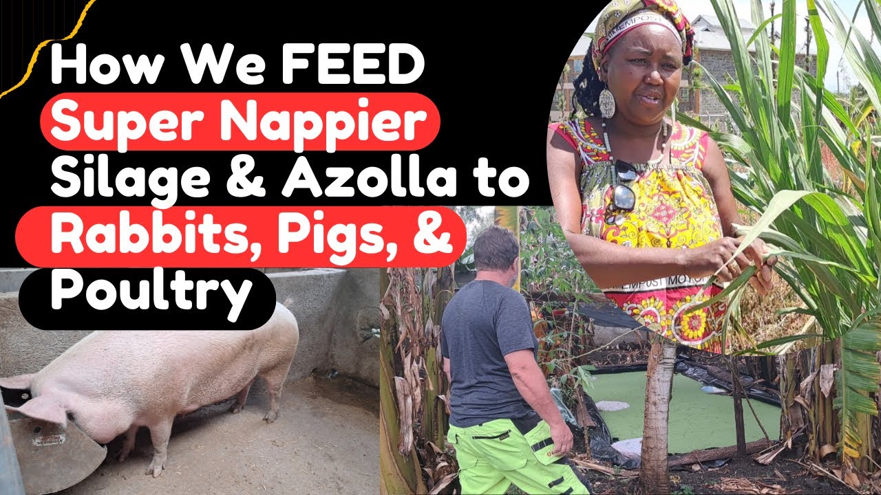 How we use Super Nappier Silage and Azolla to reduce Rabbits, Pigs, and Poultry FEED costs