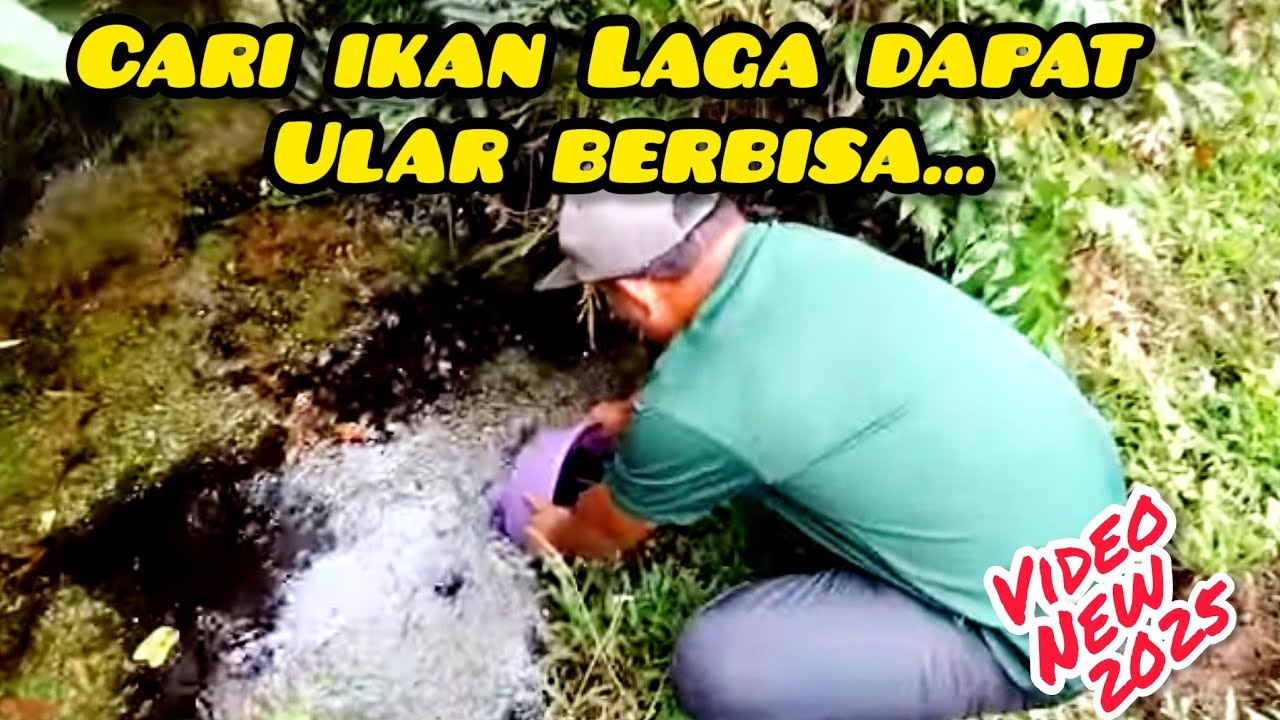 Sauk Ikan Betta Livida// Ikan Betta Paya Gambut #gengdunia #ikanlaga