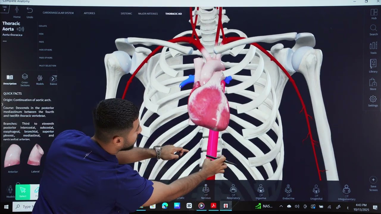Upper limb anatomy |(Cardiovascular & Nervous & Lymphatic systems)  الجهاز الدوري والعصبي واللمفاوي