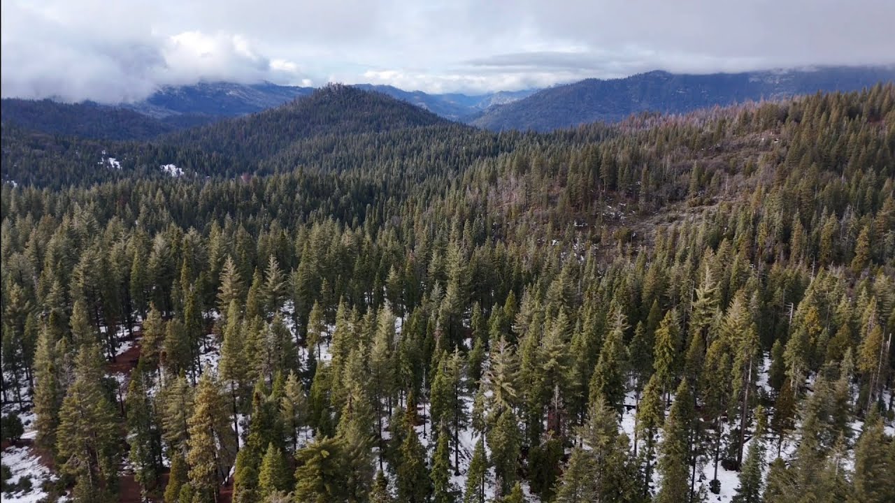 The only beautiful trees in beautiful weather video you need to watch