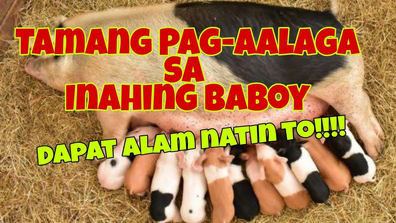 Paano ba ang Pag-aalaga ng Inahing Baboy? | Tamang Pagpapakain