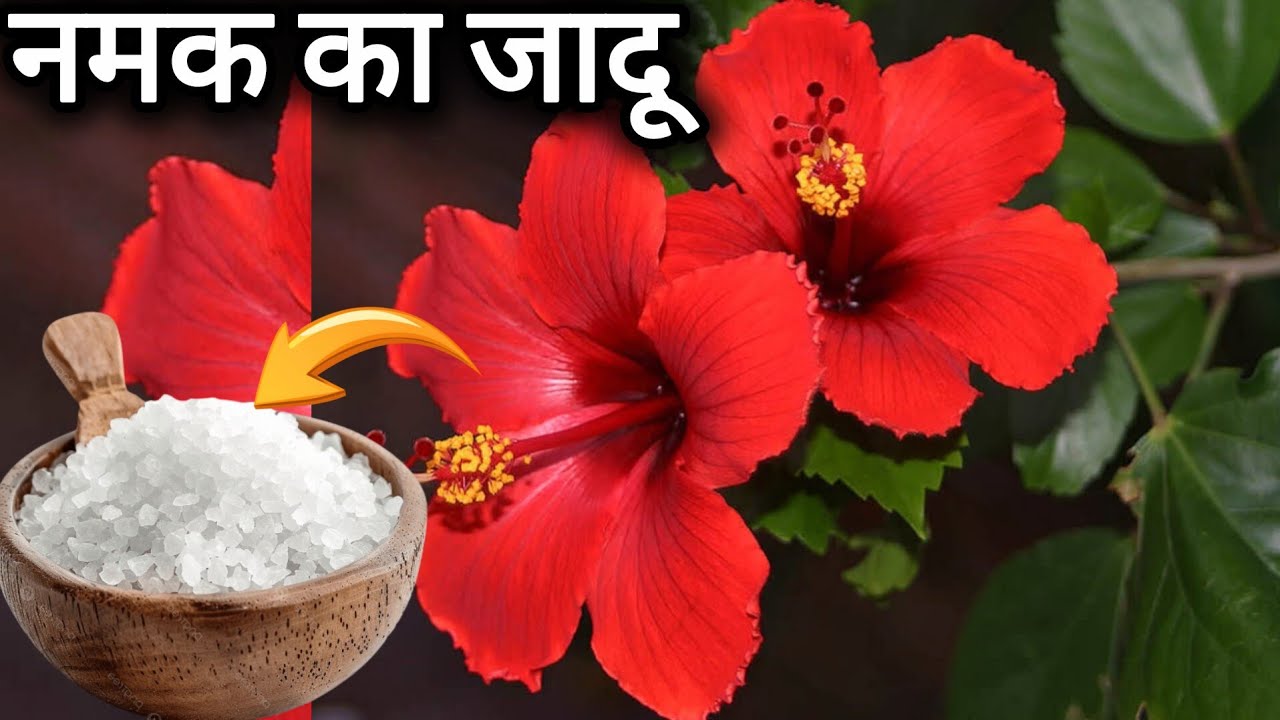 गुड़हल के पौधे मै नमक का जादू  डालते ही आयेंगे गुच्छों मै फूल और कलिया। Hibiscus plant care tips.