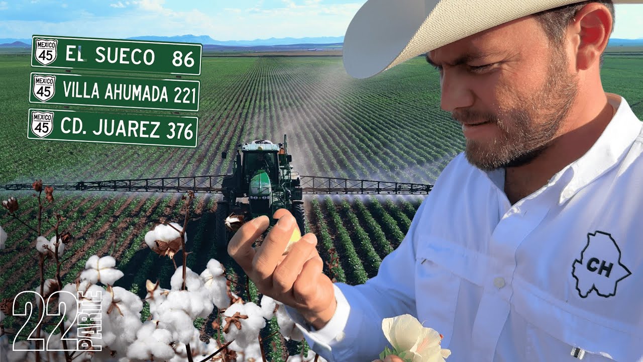 Así se producen más de un 1 millón de toneladas de maíz amarillo en el estado de Chihuahua.