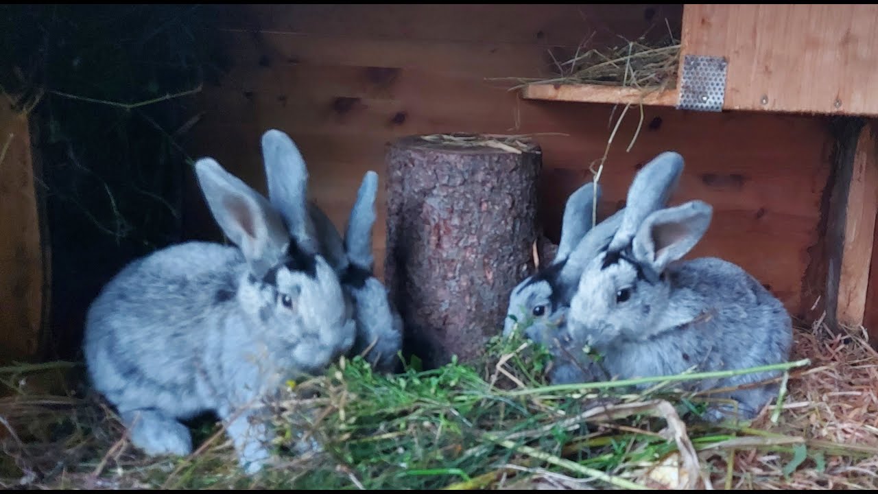 🐇КРОЛИКИ🐇 ДЕРЕВНЯ⛪ГЕРМАНИЯ