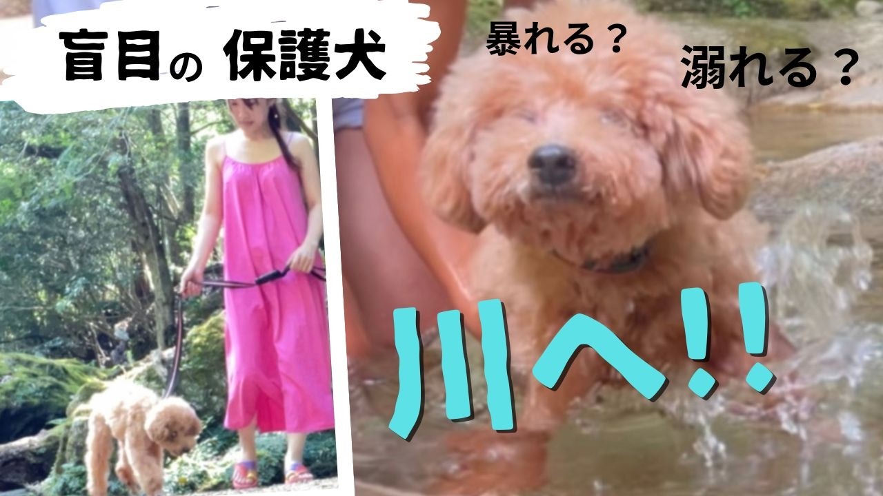 盲目の保護犬と初めて川に入ってみたら【里親募集中】
