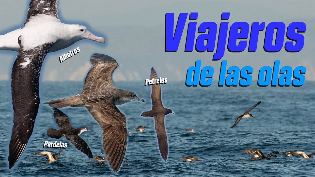 En alas de la tormenta | Aves Pelágicas