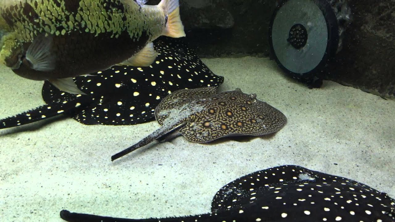 Big Fish tank / Potamotrygon / arowana / pearsei / p14 stingray pregnant